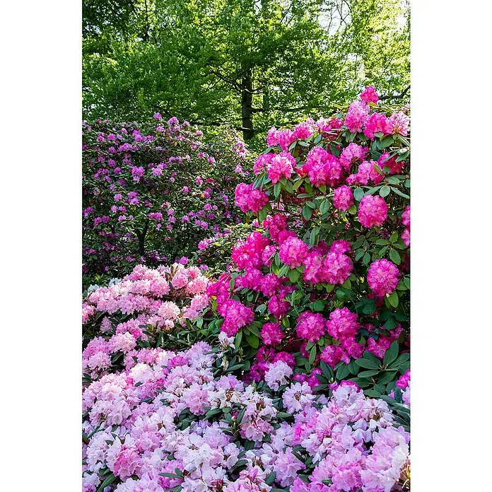 Piardino Rhododendron in Sorten - Rhododendron, Blütenfarbe: Artenabhängig - Detailaufnahme