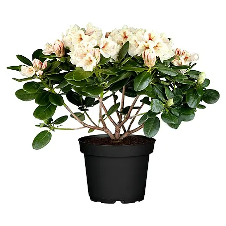 Piardino  Rhododendron in Sorten