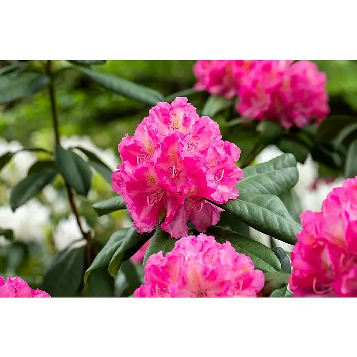 Piardino Rhododendron in Sorten - Rhododendron, Blütenfarbe: Artenabhängig - Detailaufnahme