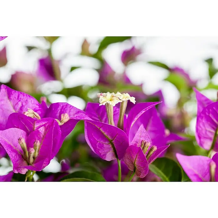 Piardino Buganvilla - Bougainvillea glabra, Tamaño de maceta: 19 l - Primer plano