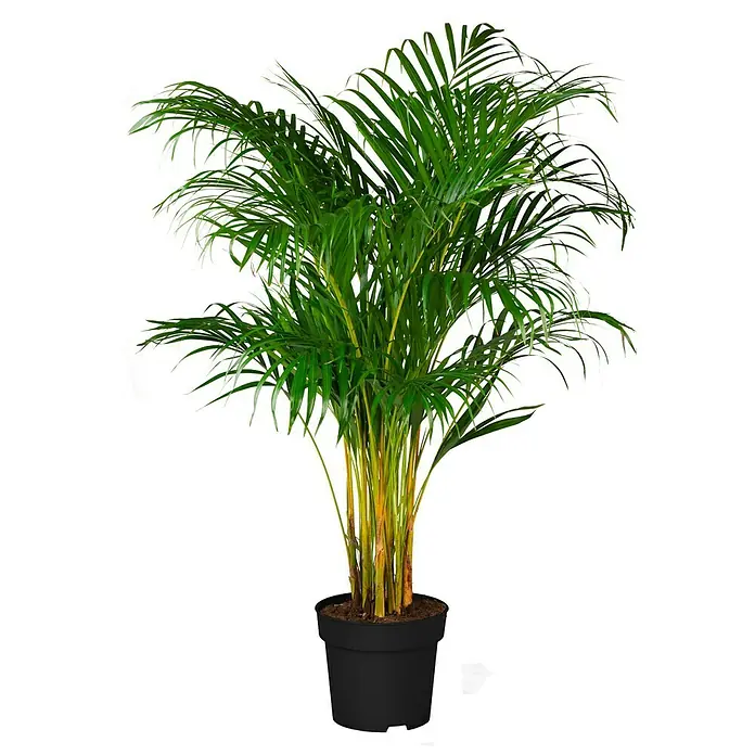 Piardino Goldfruchtpalme - Dypsis lutescens, Topfgröße: 24 cm - Vorderansicht