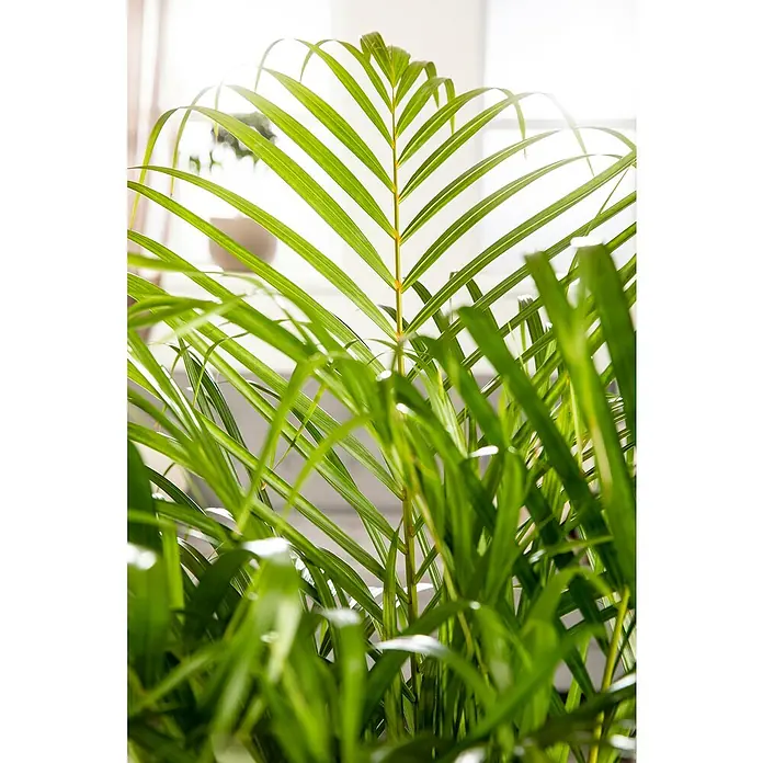 Piardino Goldfruchtpalme - Dypsis lutescens, Topfgröße: 24 cm - Detailaufnahme