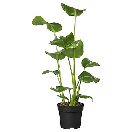 Piardino  Árbol Strelitzie