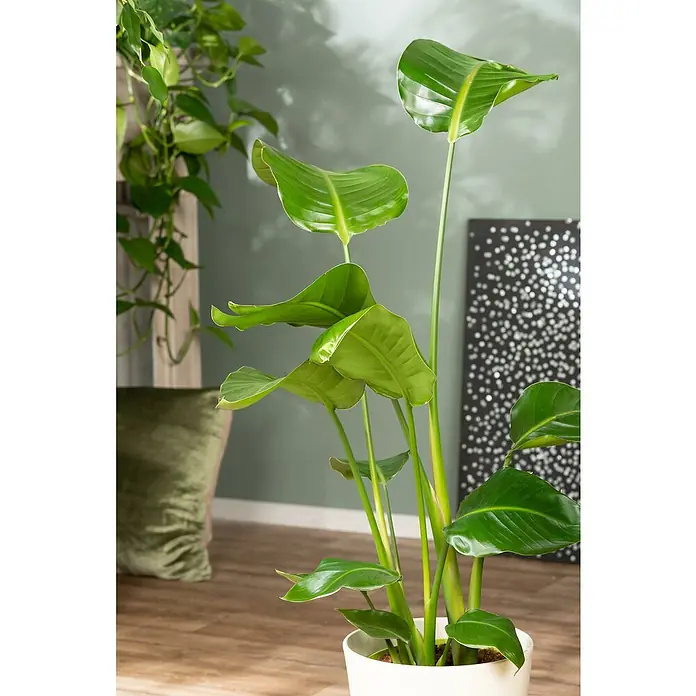 Piardino Árbol Strelitzie - Strelitzia nicolai, Tamaño de maceta: 17 cm - Foto ambiente