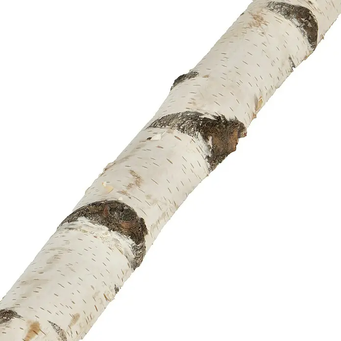 Birkenhalbstamm - 0,8 m, Durchmesser: 5 cm - 10 cm, Unbehandelt - Detailaufnahme