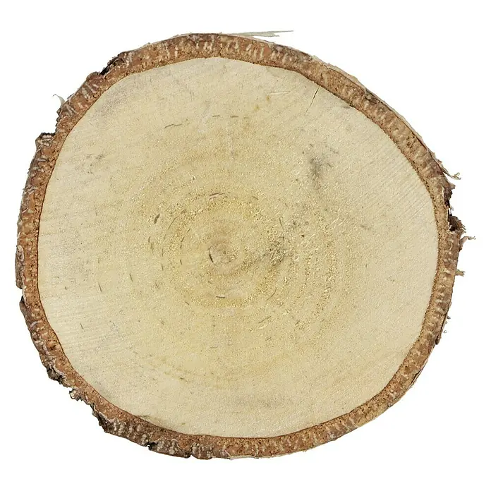 Baumscheibe - Birke, Unbehandelt, 6 cm - 12 cm, 15 Stk. - Draufsicht