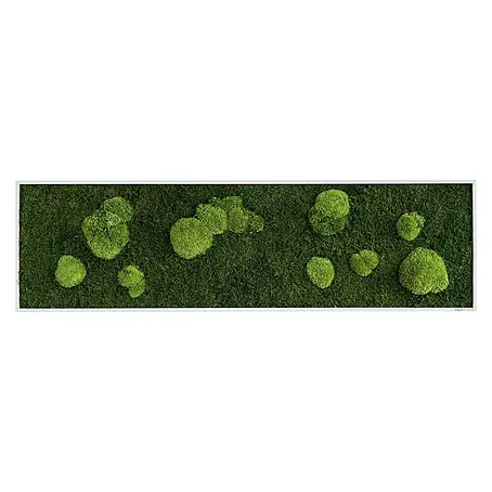 styleGreen  Moosbild