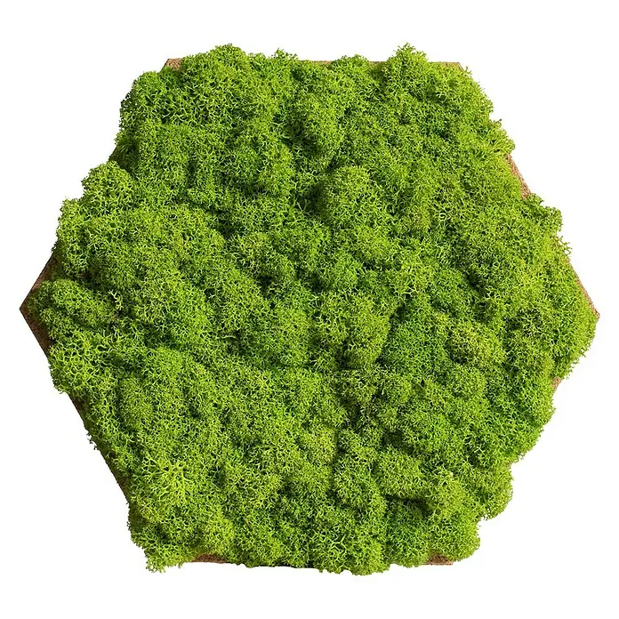 styleGreen Moosbild Hexagon - 19 x 22 cm, 10 Stk. - Vorderansicht