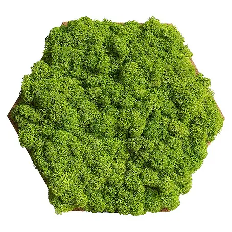 styleGreen  Moosbild Hexagon