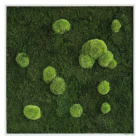 styleGreen  Moosbild