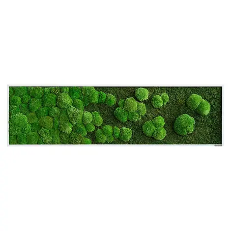 styleGreen  Moosbild