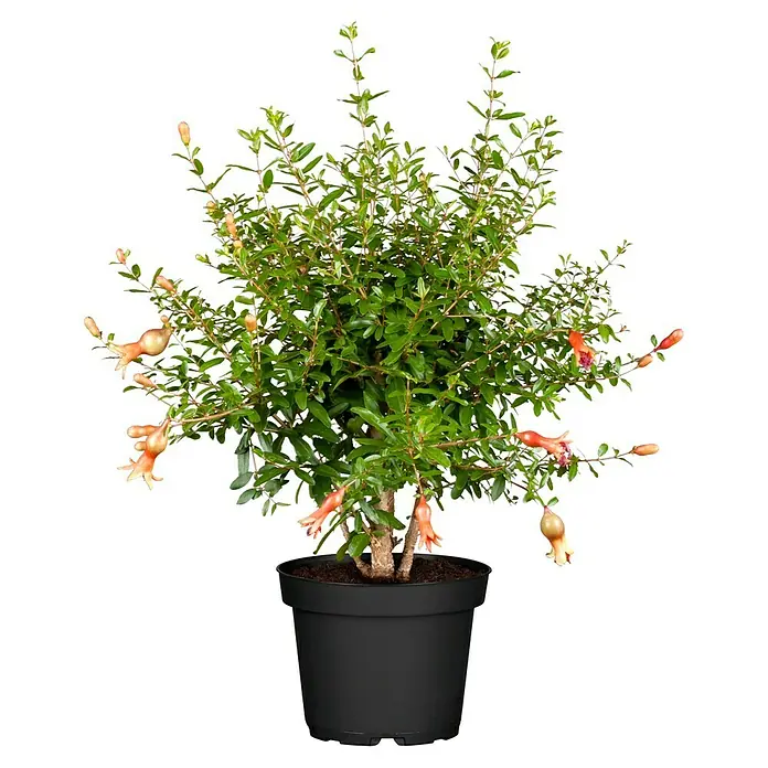 Piardino Granatapfelbaum - Punica granatum, Topfgröße: 14 cm - Vorderansicht