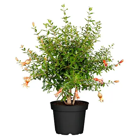 Piardino  Granatapfelbaum Tarina XXL