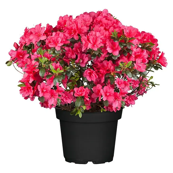 Piardino Japanische Azalee - Rhododendron obtusum, Topfgröße: 26 cm, Artenabhängig - Vorderansicht