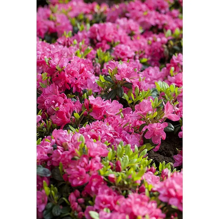 Piardino Japanische Azalee - Rhododendron obtusum, Topfgröße: 26 cm, Artenabhängig - Stimmungsaufnahme