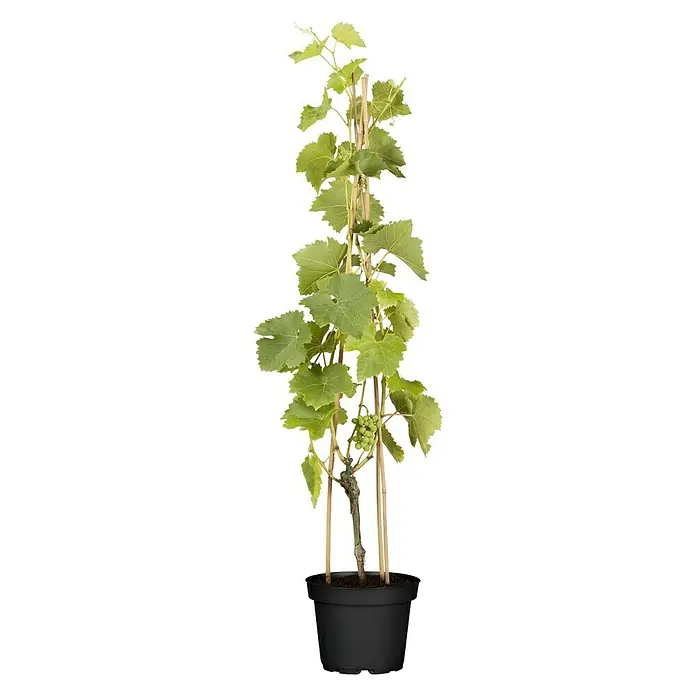 Weinrebe Spalier - Vitis vinifera 'Regent', Topfgröße: 17 cm, Erntezeit: September - Oktober - Vorderansicht