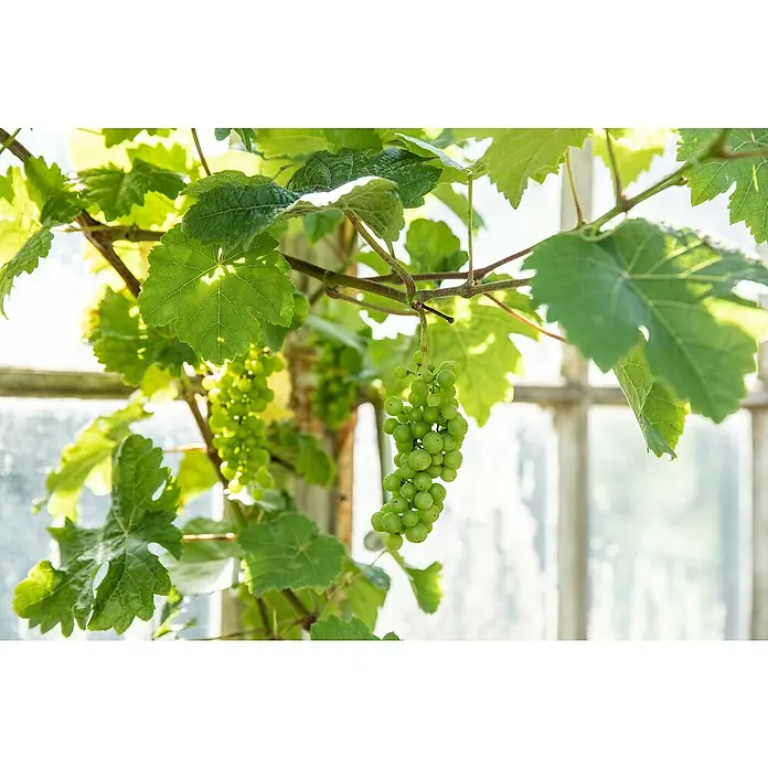 Piardino Weinrebe - Vitis vinifera, Topfvolumen: 20 l - Detailaufnahme