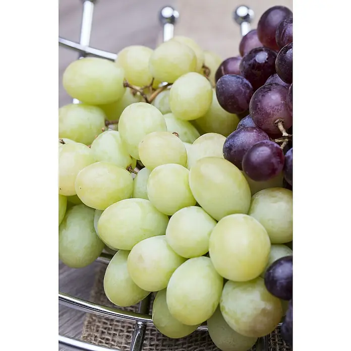 Piardino Weinrebe - Vitis vinifera, Topfvolumen: 20 l - Detailaufnahme