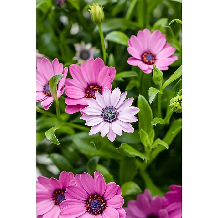 Piardino Kapkörbchen 6 er Pack - Osteospermum ecklonis, Topfgröße: 9 cm, Sortenabhängig - Stimmungsaufnahme