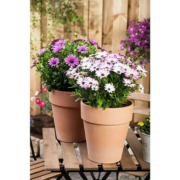 Kapkörbchen Astra - Ostespermum Astra, Topfgröße: 12 cm, Sortenabhängig - Detailaufnahme