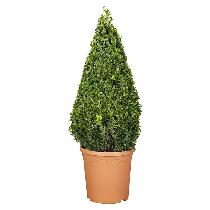 Piardino Buchsbaum - Buxus sempervirens, Topfgröße: 26 cm - Vorderansicht