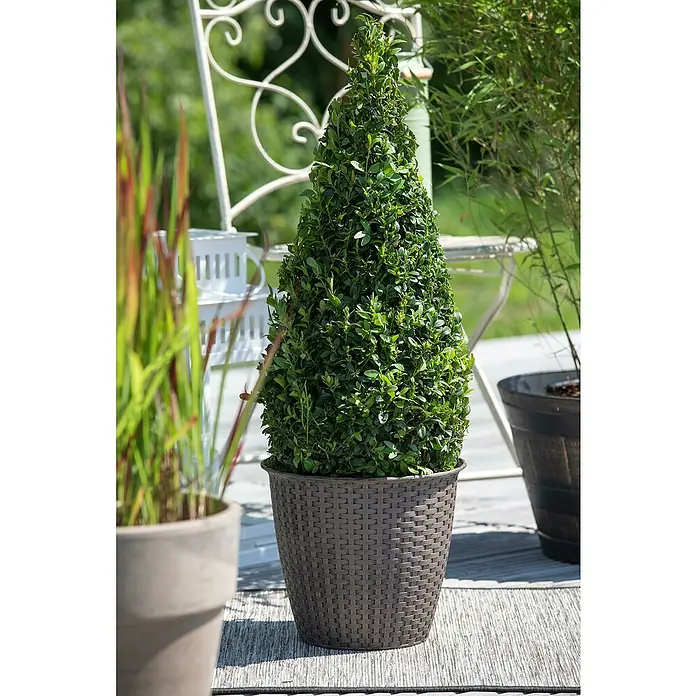Piardino Buchsbaum - Buxus sempervirens, Topfgröße: 26 cm - Stimmungsaufnahme