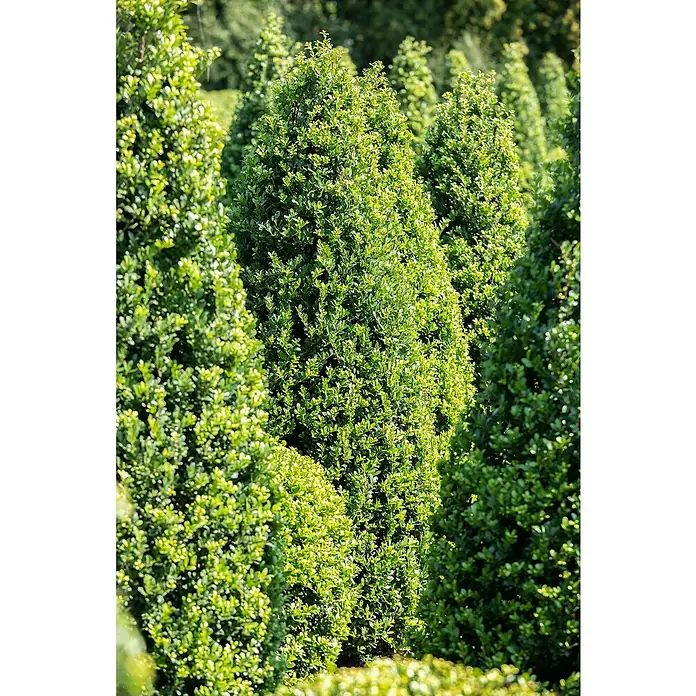 Piardino Buchsbaum - Buxus sempervirens, Topfgröße: 26 cm - Stimmungsaufnahme