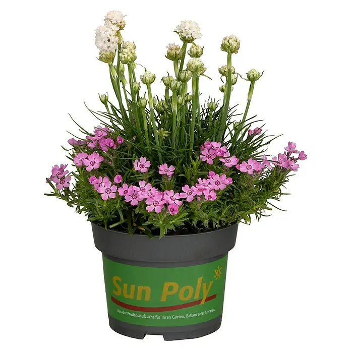 Piardino Pflanzen-Mix Steingartenstauden Polly - Topfgröße: 13 cm - Vorderansicht