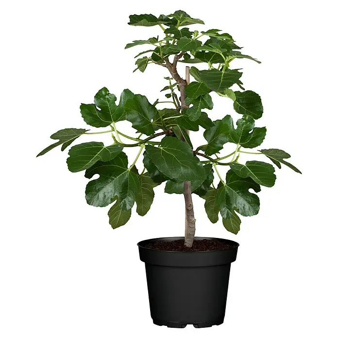 Piardino Feigenbaum - Ficus carica, Niederstamm, Topfgröße: 26 cm - Vorderansicht