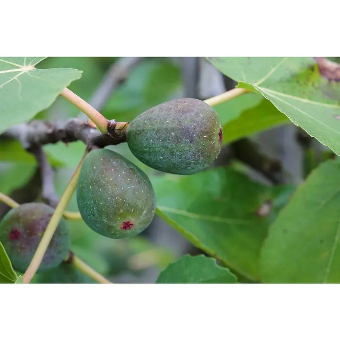 Piardino Feigenbaum - Ficus carica, Topfvolumen: 35 l - Detailaufnahme