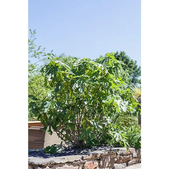 Piardino Feigenbaum - Ficus carica, Topfvolumen: 35 l - Stimmungsaufnahme