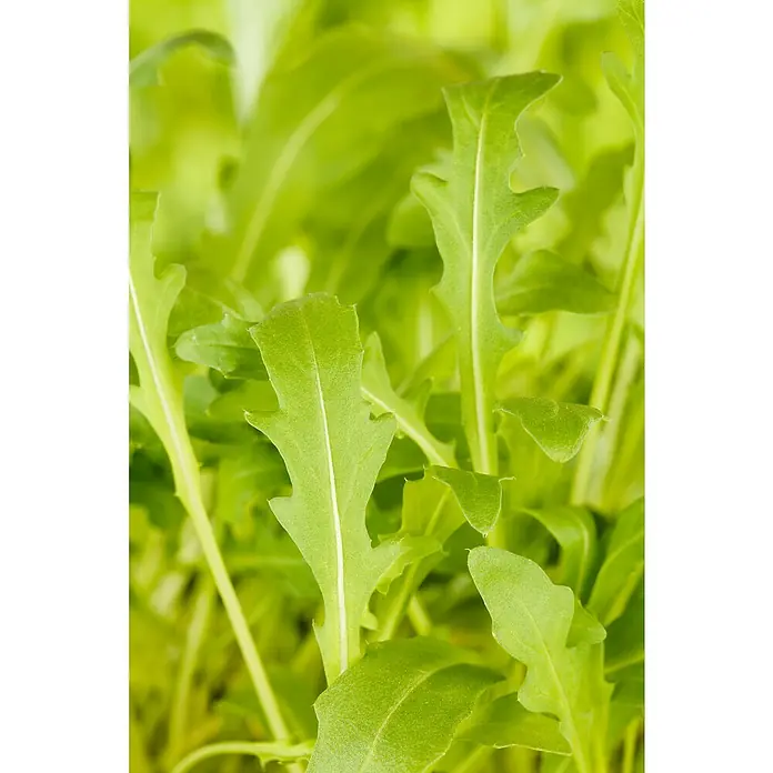 Piardino Rucola - Rucola selvatica, Erntezeit: April - November - Detailaufnahme