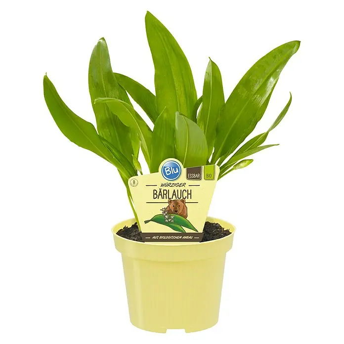 Blu Bio Bärlauch - Allium ursinum - Vorderansicht