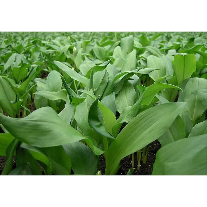 Blu Bio Bärlauch - Allium ursinum - Stimmungsaufnahme