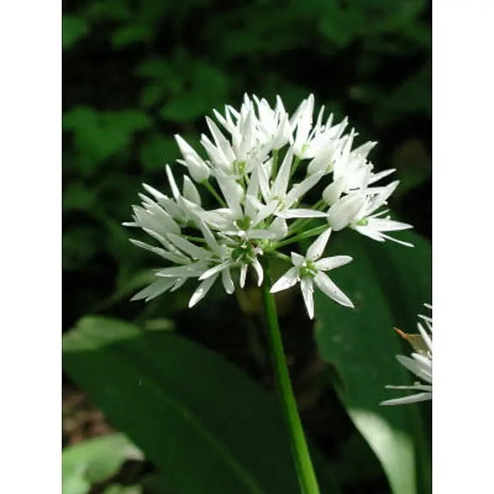 Blu Bio Bärlauch - Allium ursinum - Stimmungsaufnahme