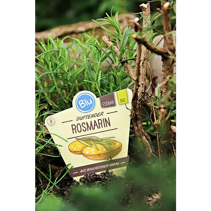 Blu Bio Rosmarin - Rosmarinus officinalis - Stimmungsaufnahme