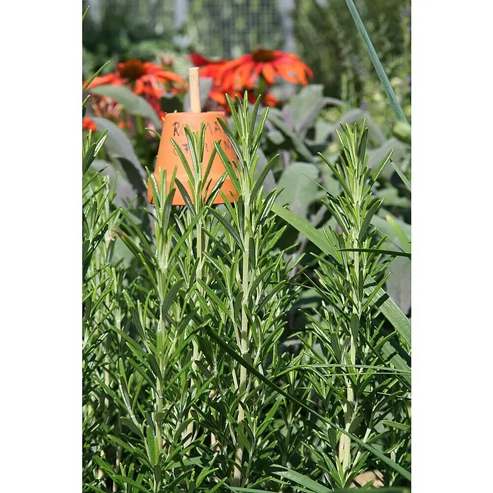 Blu Bio Rosmarin - Rosmarinus officinalis - Stimmungsaufnahme