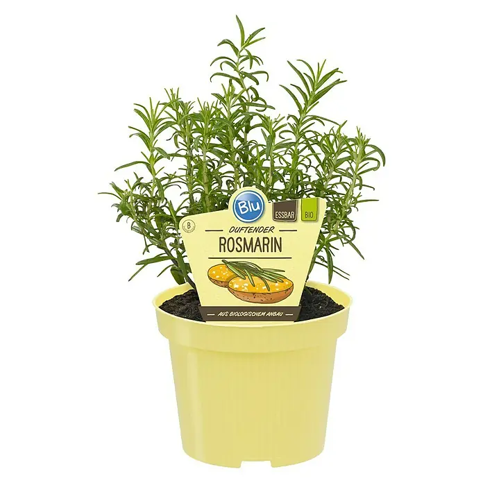 Blu Bio Rosmarin - Rosmarinus officinalis - Vorderansicht