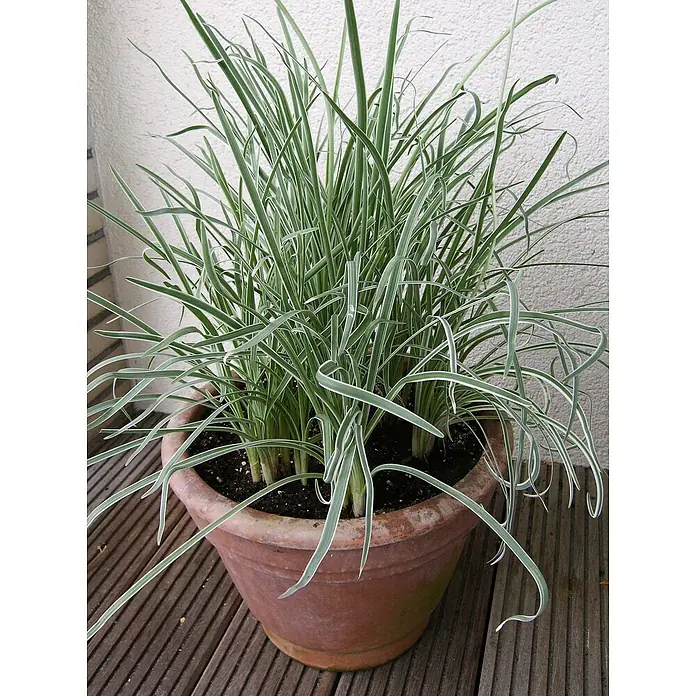 Blu Bio Knoblauch Gras - Tulbaghia violacea - Stimmungsaufnahme