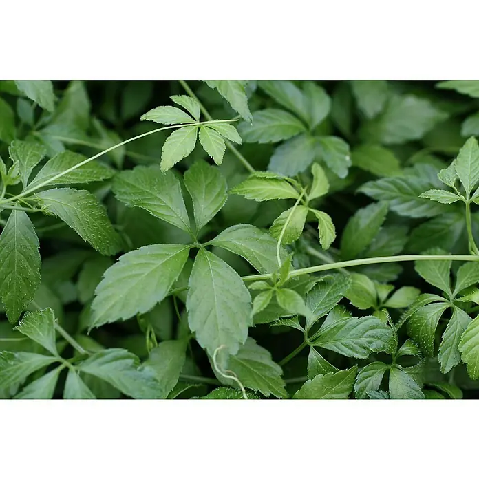 Blu Bio Kraut der Unsterblichkeit - Gynostemma pentaphyllum - Stimmungsaufnahme