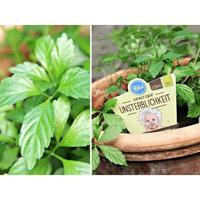 Blu Bio Kraut der Unsterblichkeit - Gynostemma pentaphyllum - Stimmungsaufnahme