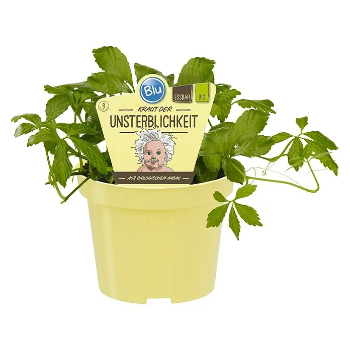 Blu Bio Kraut der Unsterblichkeit - Gynostemma pentaphyllum - Vorderansicht