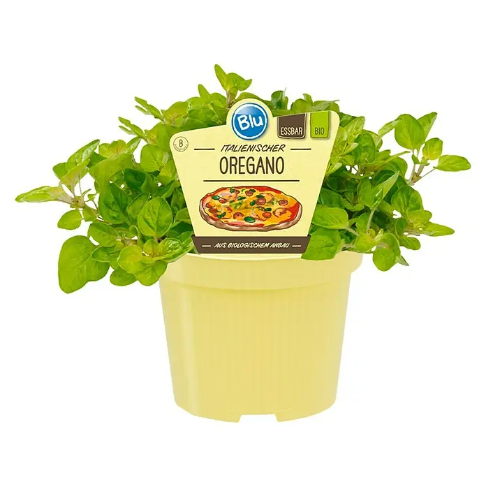 Blu Bio Oregano - Origanum vulgare - Vorderansicht