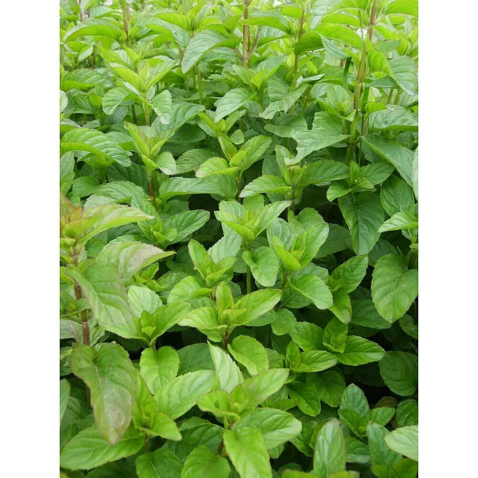 Blu Bio Mandarinen-Minze - Mentha x piperita - Stimmungsaufnahme