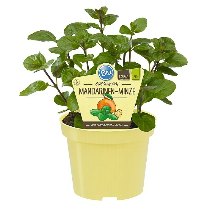 Blu Bio Mandarinen-Minze - Mentha x piperita - Vorderansicht