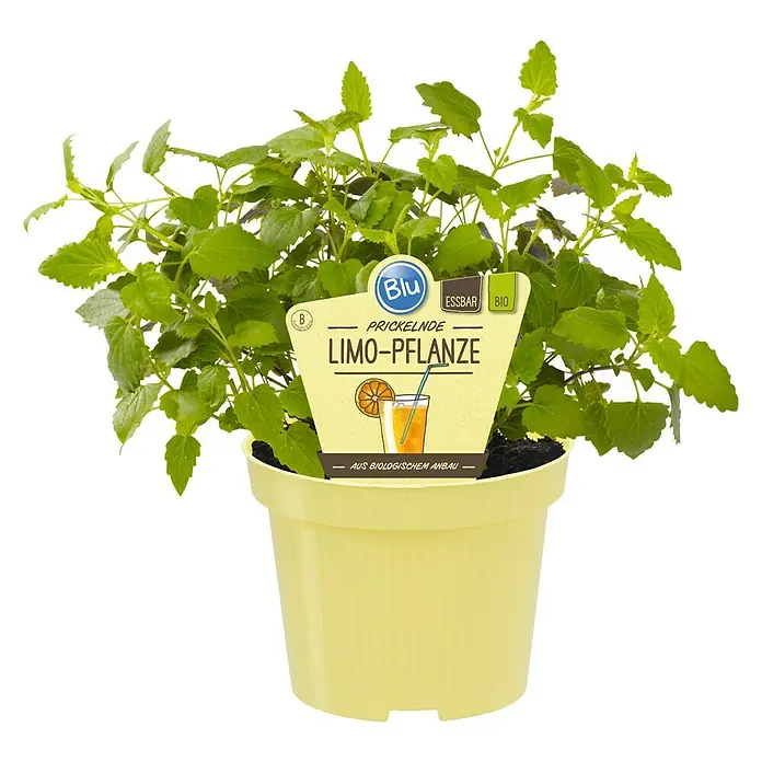 Piardino Duftnessel Limo-Pflanze - Agastache mexicana, Topfgröße: 12 cm, Hellviolett - Vorderansicht