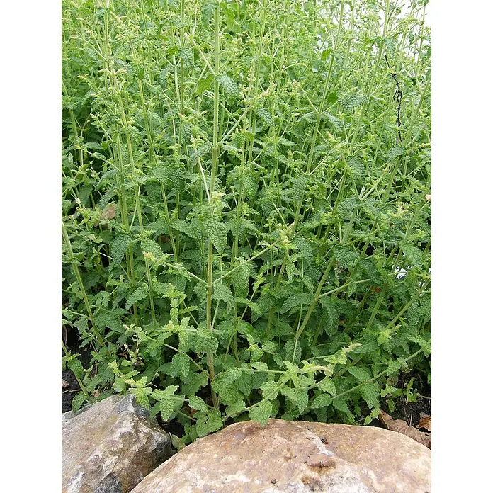 Blu Bio Erdbeerminze - Mentha species - Stimmungsaufnahme