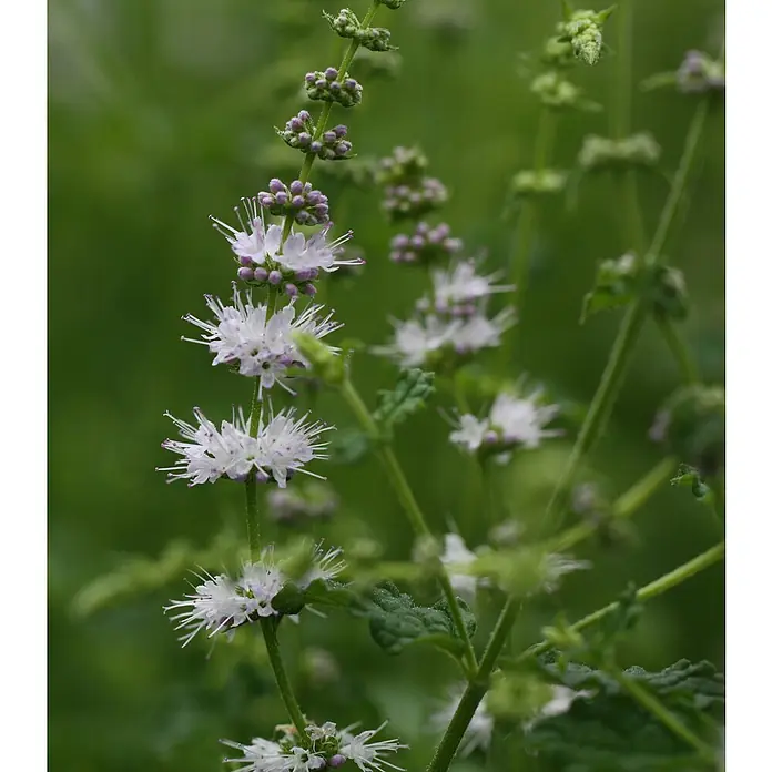 Blu Bio Erdbeerminze - Mentha species - Stimmungsaufnahme