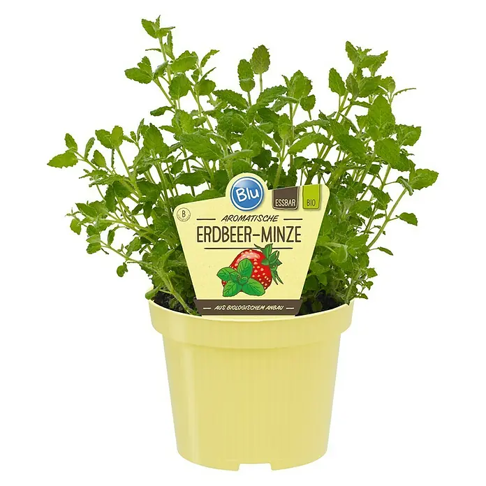 Blu Bio Erdbeerminze - Mentha species - Vorderansicht