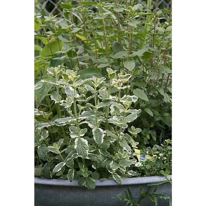 Blu Bio Ananasminze - Mentha suaveolens variegata - Stimmungsaufnahme